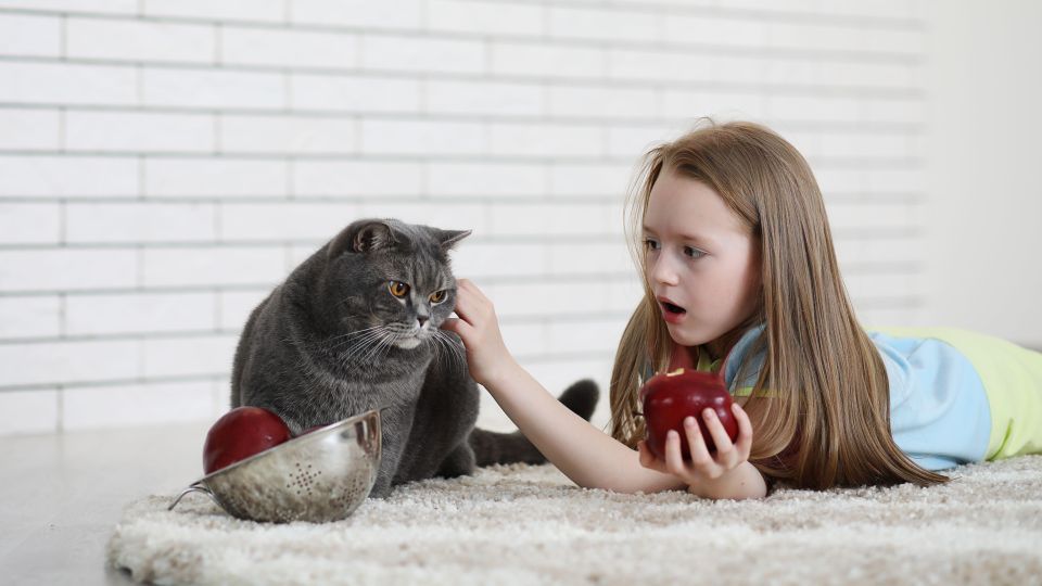 Не кормите кота этими овощами и фруктами: проблемы не заставят себя ждать