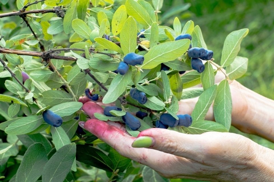 Жимолость: секреты успешного роста и популярные вопросы садоводов
