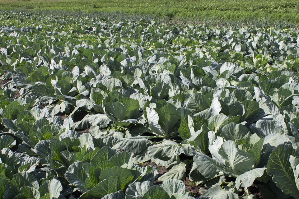 Тревожные сигналы для капусты: 5 причин, почему она вянет
