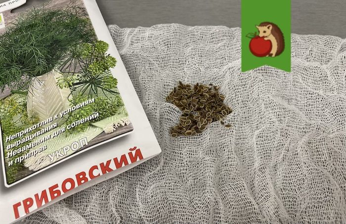 Секреты ускорения всхожести укропа: какие методы используют садоводы?