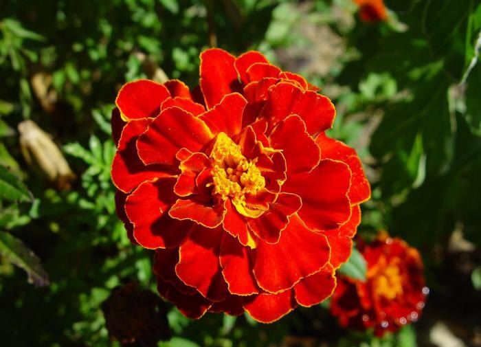 Как извлечь пользу из увядших бархатцев: свежие идеи для вашего сада