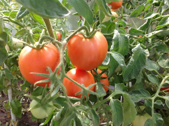 Выбор идеальных томатов для вашего огорода