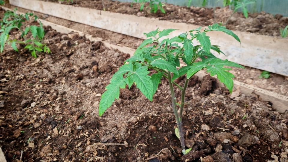 Как избежать хлопот при выращивании томатов: секреты осеннего посева в теплице