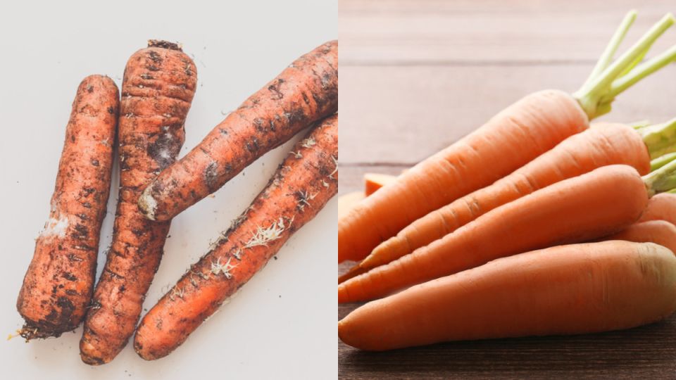 Как неправильное хранение моркови обернулось настоящей катастрофой для огородника