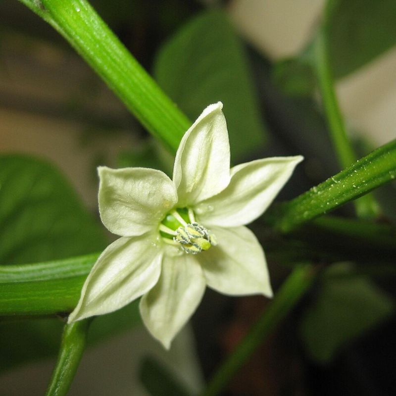 Почему ваши перцы сбрасывают цветы? Узнайте, как это исправить!