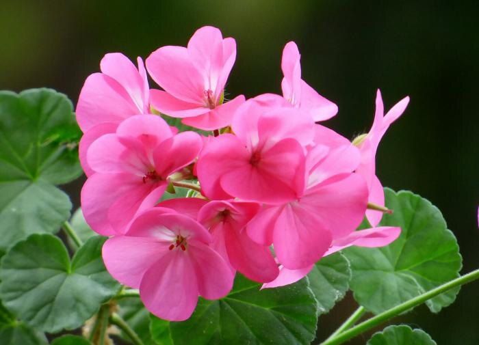 Как английская булавка может раскрыть секреты яркого цветения герани