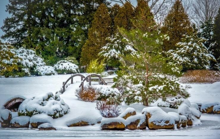 Зимние хлопоты в саду: декабрьские заботы по уходу за растениями