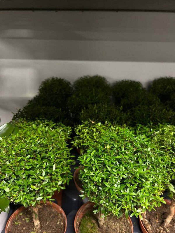 Мирт или мирсина: выбрать легче, чем кажется