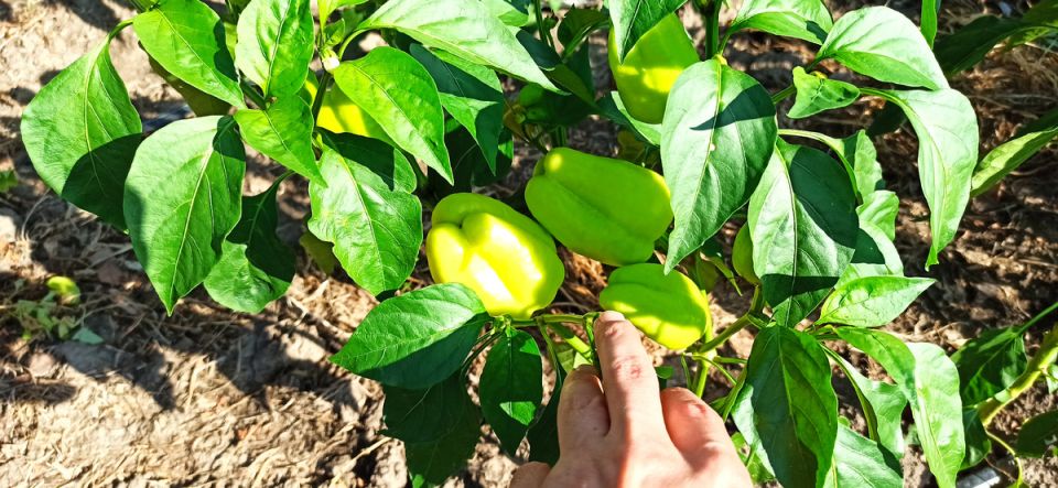 Как банановая кожура и яичная скорлупа могут изменить ваш огород