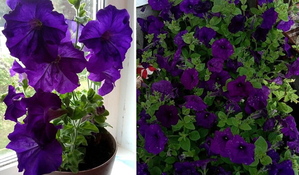 Как успешно сохранить петунию зимой: избежание распространенных ошибок