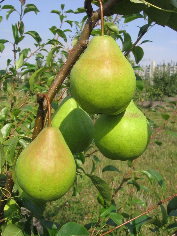 Груша: секреты успешного урожая для садоводов