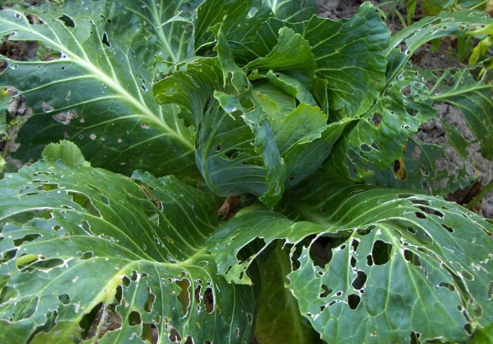 Эффективные методы защиты капусты от вредителей: секреты опытных садоводов
