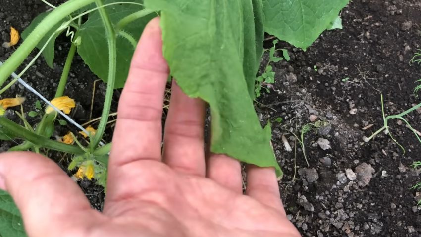 Как спасти огурцы от августовского холодка: простые и эффективные методы