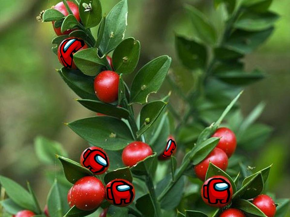 Рускус: очарование ярких ягодок из мира растений