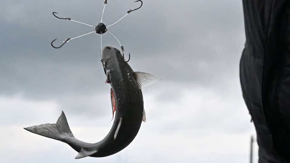 Конфликт интересов: рыболовный бизнес против региональных интересов