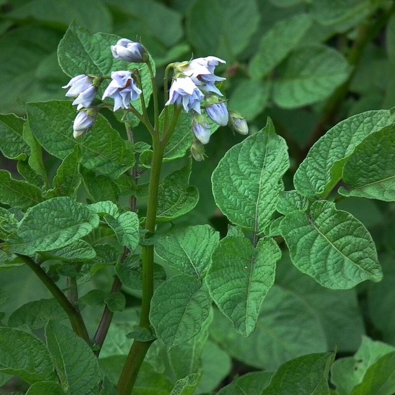 Секреты успешного огорода: как правильно планировать севооборот после картофеля