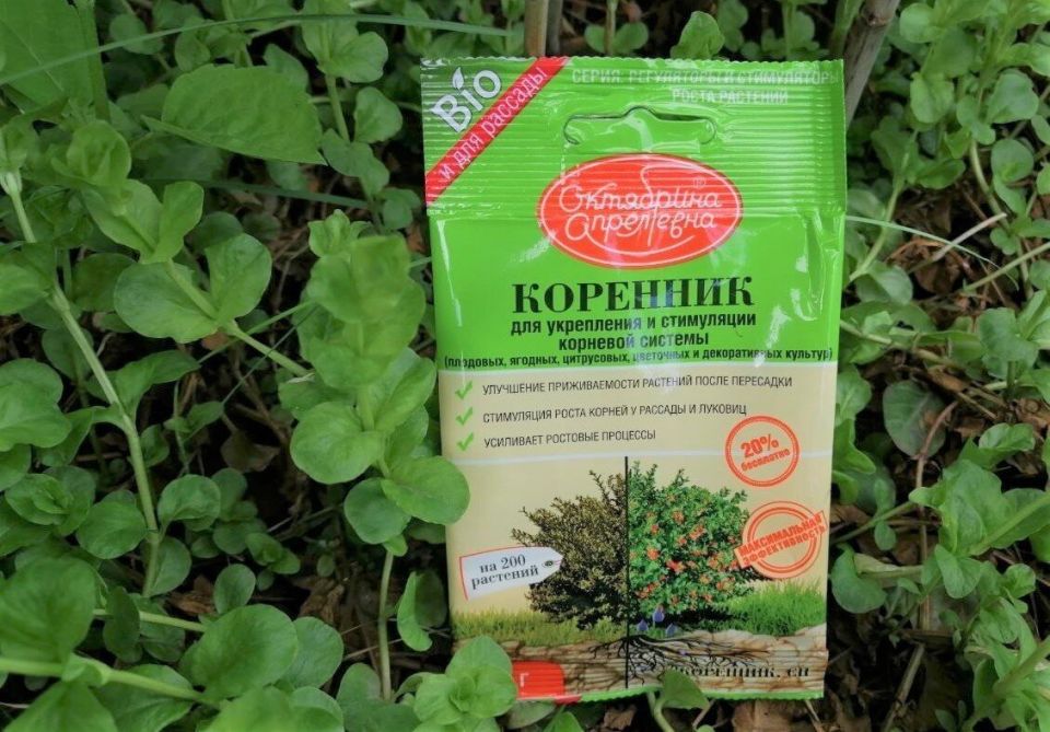 Эффективность укоренителя «Коренник»: результаты на практике