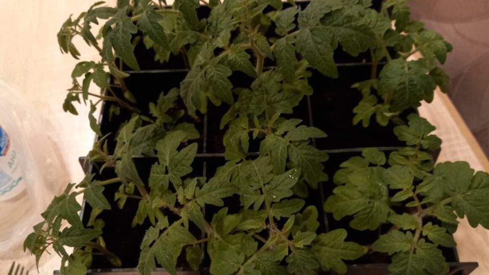 Секреты успешной рассадной подкормки: как добиться богатого урожая