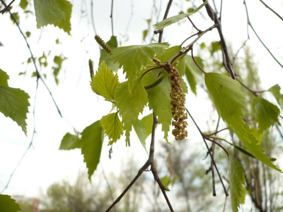 ������ ����� ������������ ������� ����� � �����