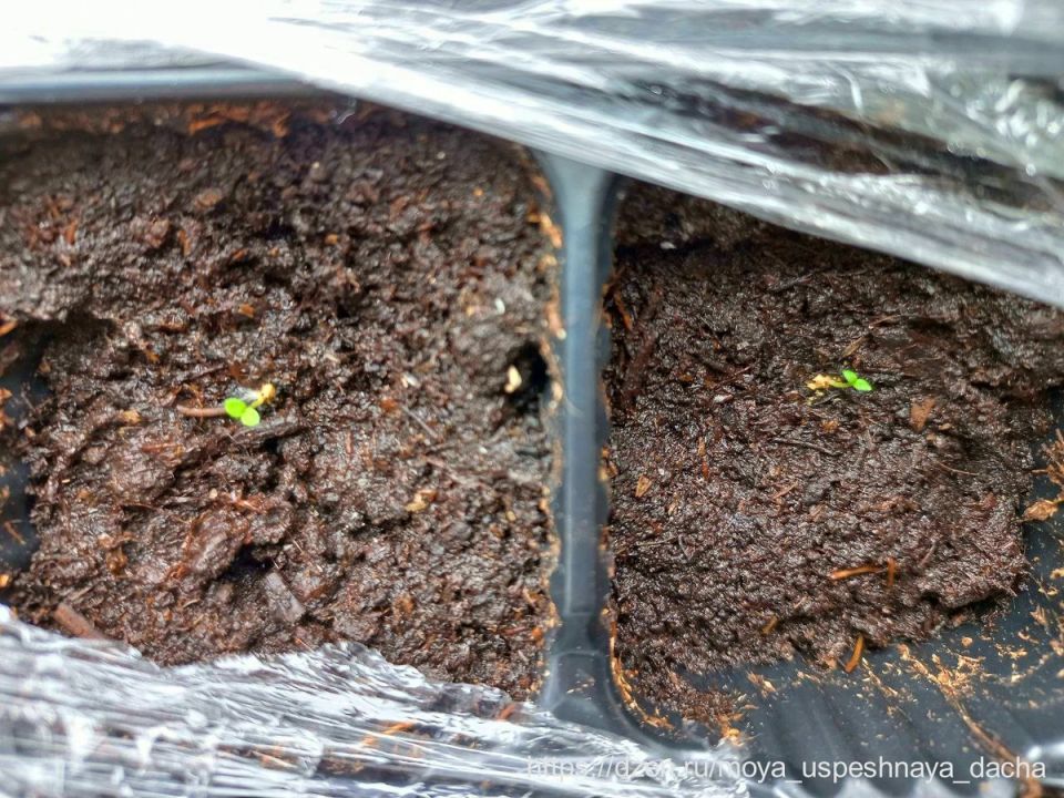 Секреты успешного выращивания петуний: как предотвратить вытягивание всходов