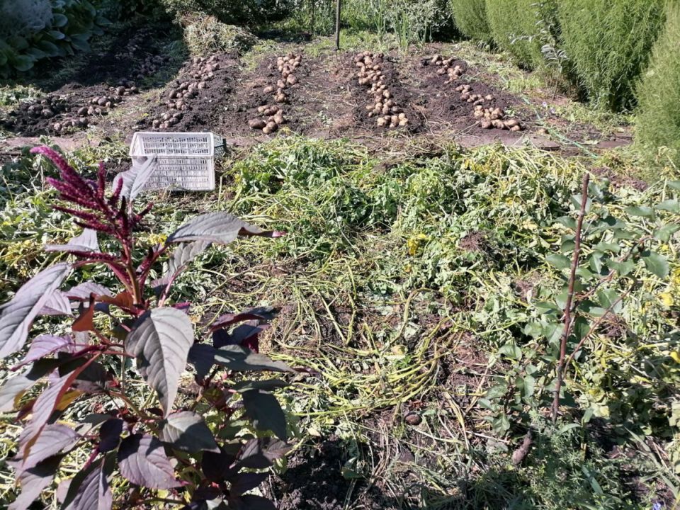 Какой урожай картофеля можно собрать с полсотки земли?