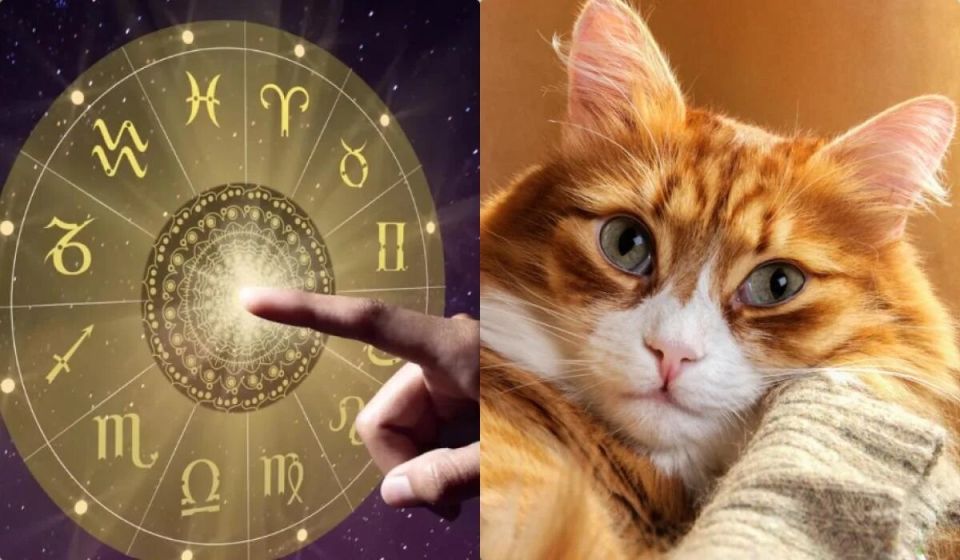 Что говорит о вашей кошке ее знак Зодиака