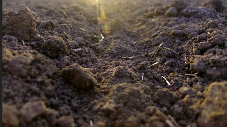 Как создать плодородную почву без больших затрат: секреты успешного садовода