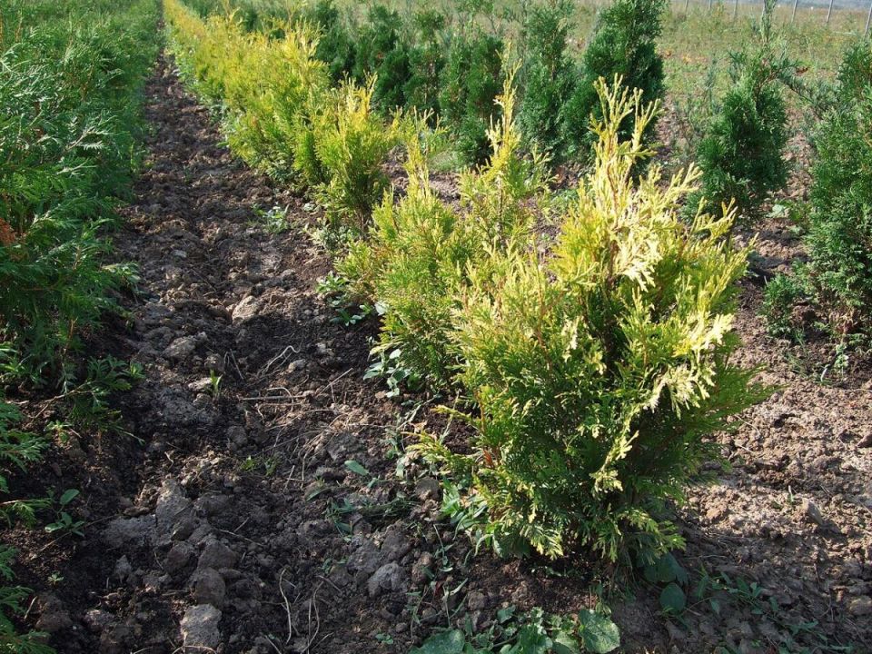 ��� ������ ������� ������� ����� �� ����� �������: ������ �� ������ �������� � �����������