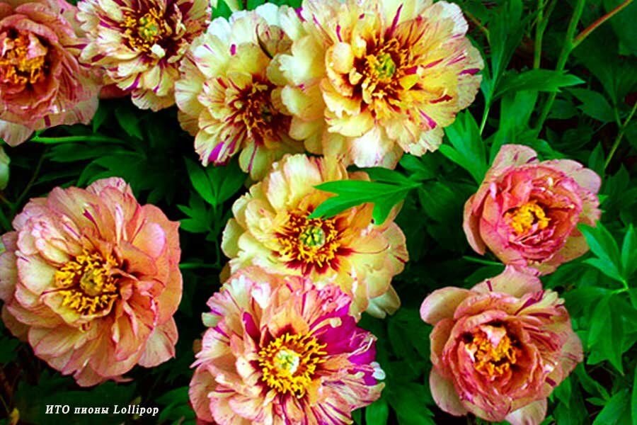 ��� �����: ��������� ������� ��� ������� ��������