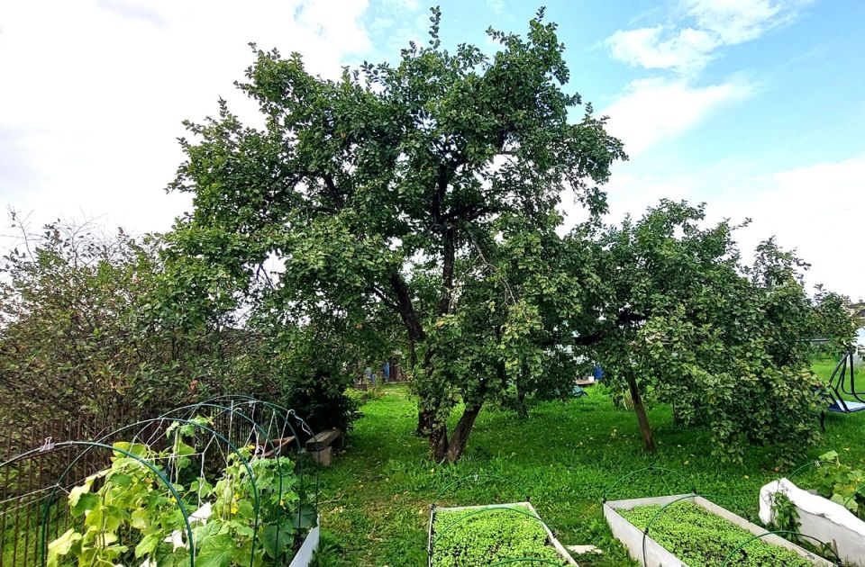 Как вернуть вторую молодость старой яблоне: секреты опытных садоводов