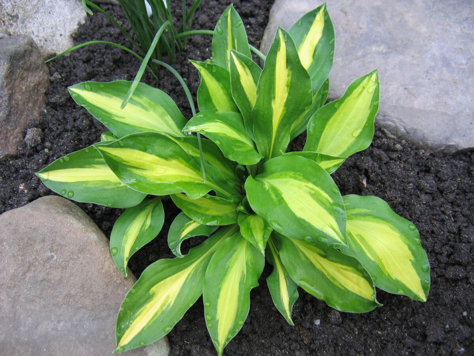 Тайны размножения хост: искусство деления и укоренения