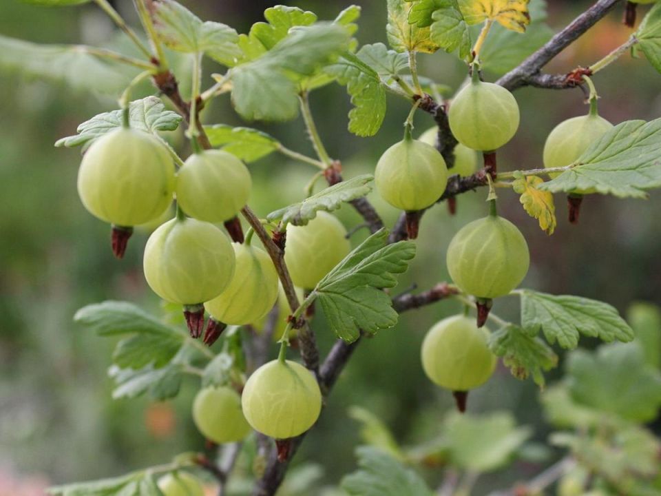 ��� �������� ��������� �� ��������� ����