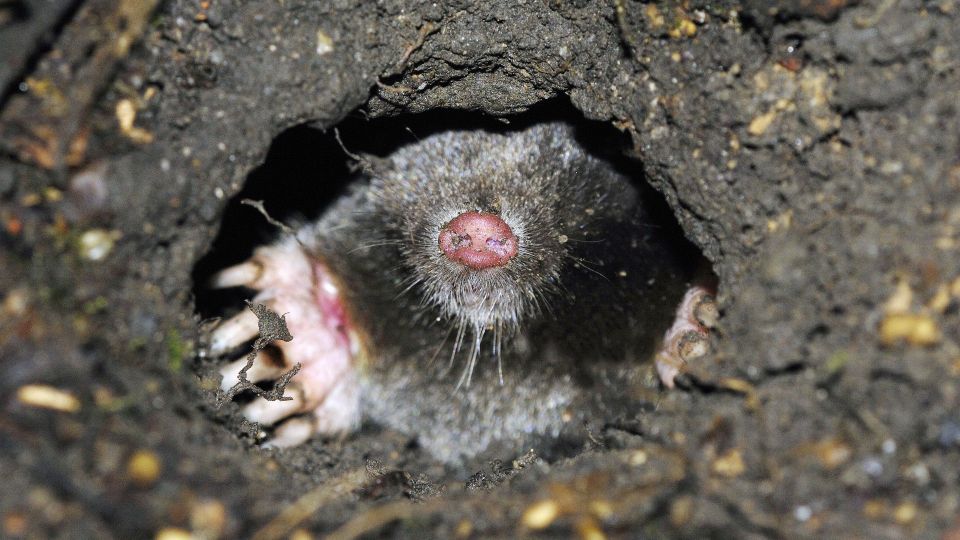 ����� � ���� �� �������: ���� ������� ����������� ���� ������� ���������