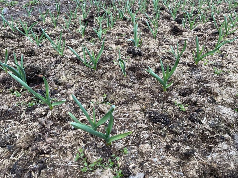 ��� �������� ���������� �������: ������� ������� �����������