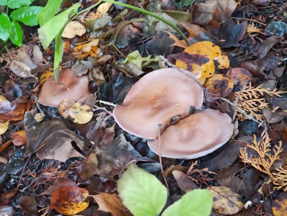 Осенний грибной сезон: отличные находки и удивительные сюрпризы в лесу