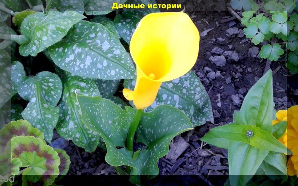 Как добиться буйного цветения калл: советы для начинающих садоводов