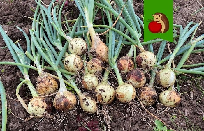 ������ �������� �������� ���� ��� ������ �����������