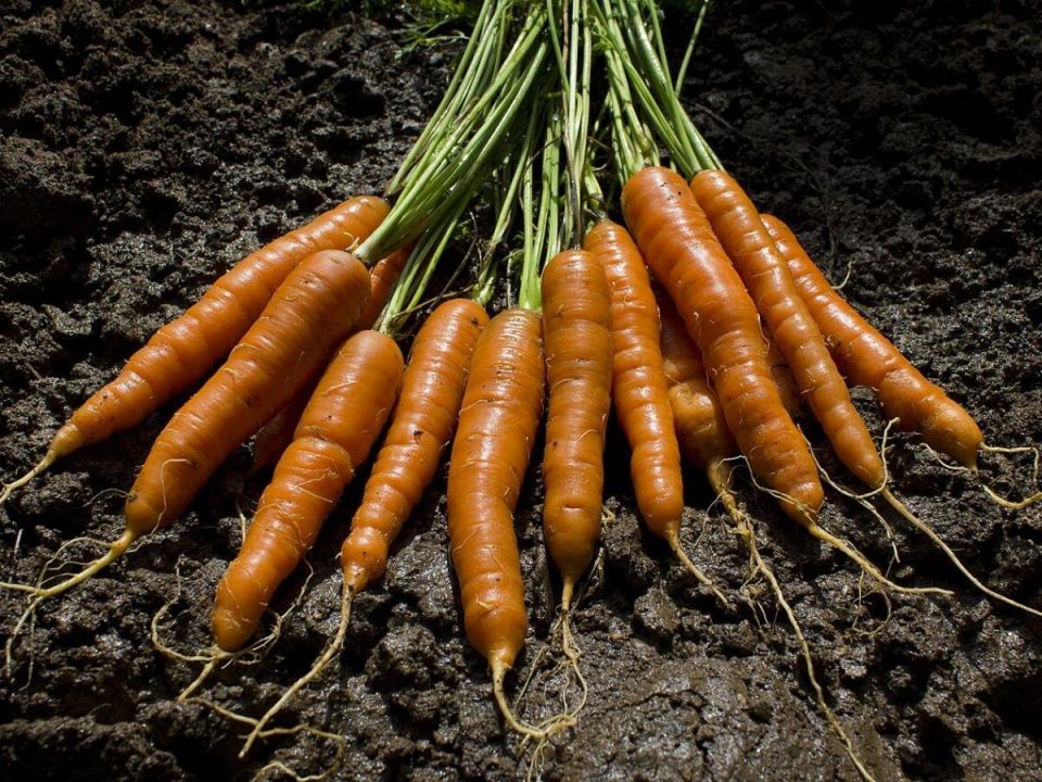 ������� ��������� ������ �������: ������ ������ �� ����������� ���� ��� ��� ���������