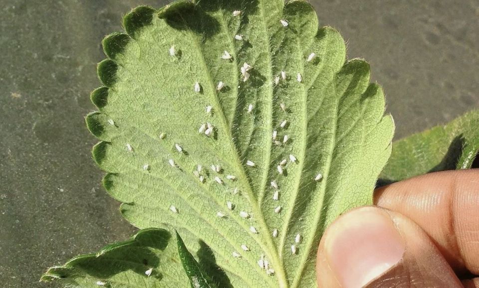 ��� ���������� ���������� � ����������� �� �������� ������