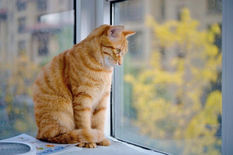 ��� �� ����� ���� ����� ���� ����: ���������� ����� � ������������