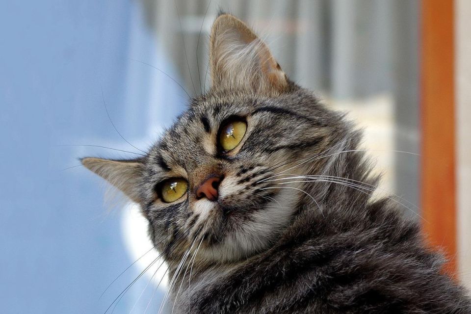 ��� ���������� ����� �� ������� �� ����� �������