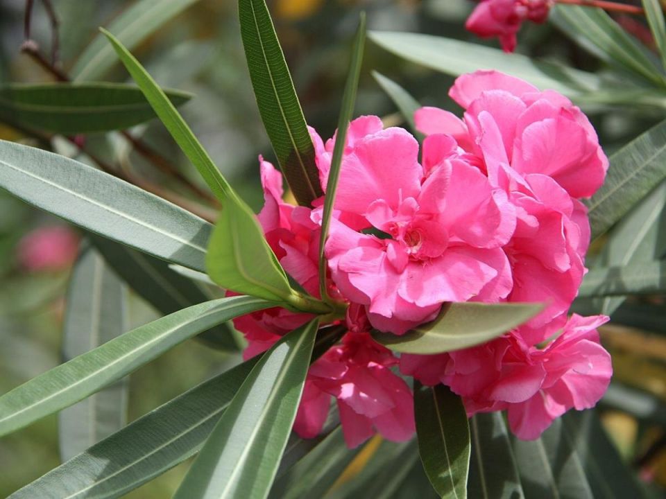 ����� ����������� ��������: ��� ����� ��������� ��� ������������ ��������