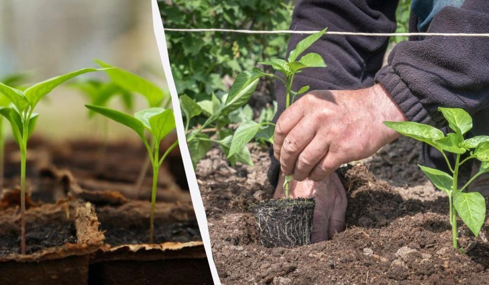 �� ��� �������� �������� ������� ��������� ��� �����?