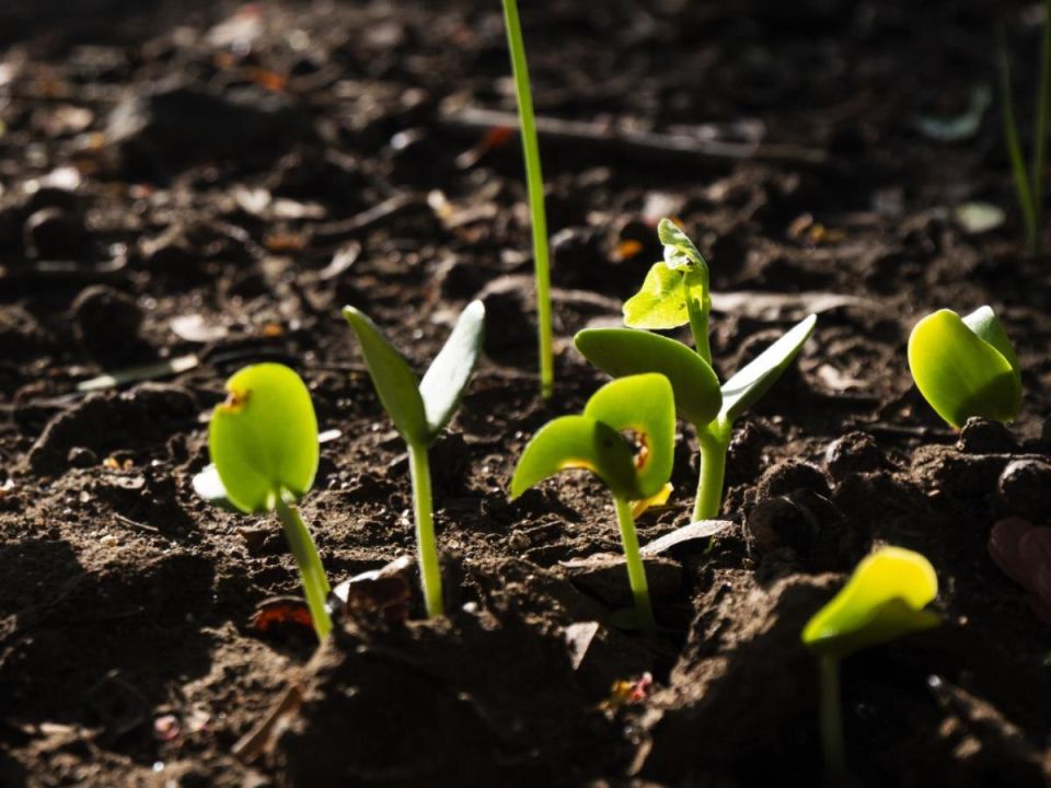 ������� �������� ��� ������ ����: ��� ��������, ����� �� �������� �����