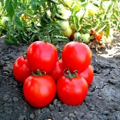 ������ �����: ������� ������������� ������ � �� ������� �� ����� �������