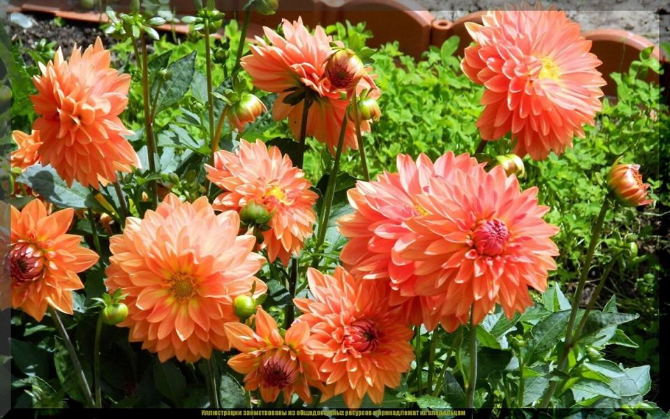 13 секретов для роскошного цветения георгинов