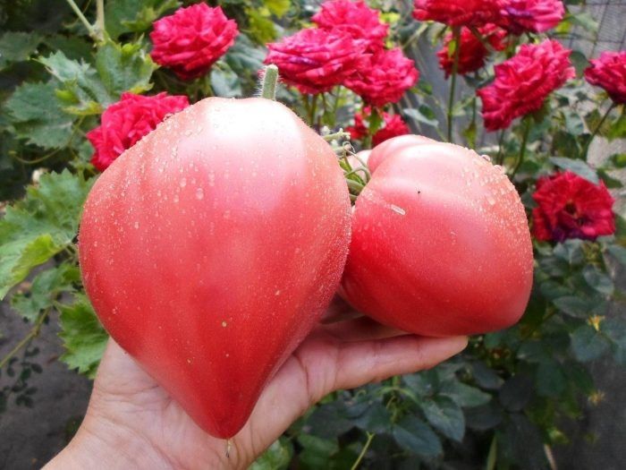 ����� �������� ��������: ���������� ���� � �������, � ������� ����� �����