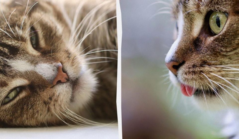 Почему кошки выбирают подушку хозяина для сна