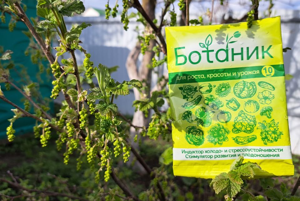 ������ �������� ��� ���������? ���������� ����� ����������� ������� � ����� � ����