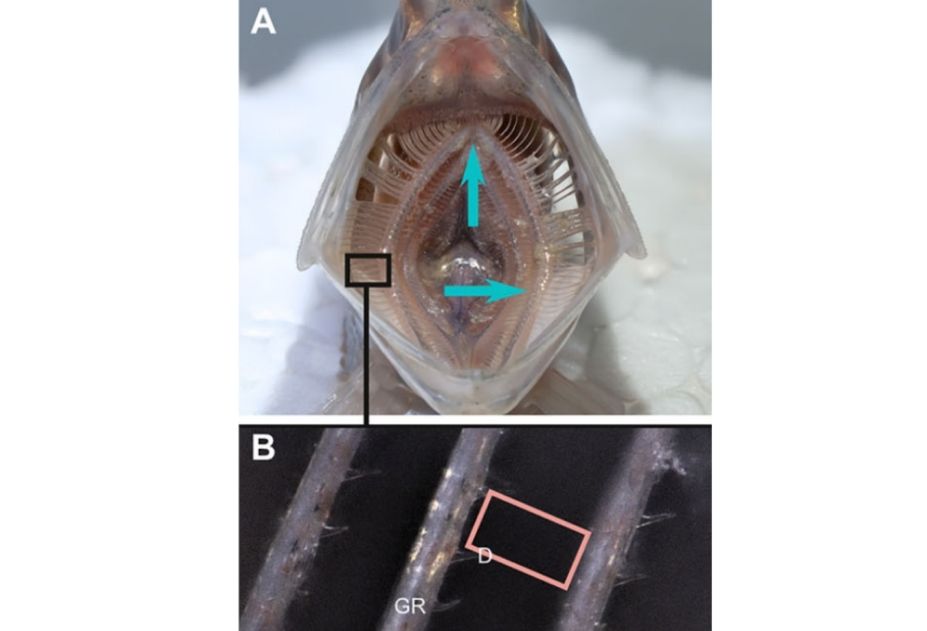 Похожий на рот рыбы фильтр улавливает микропластик на 99 процентов